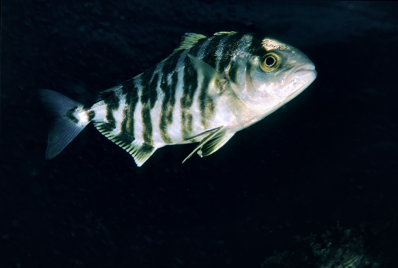 Seriola fasciata